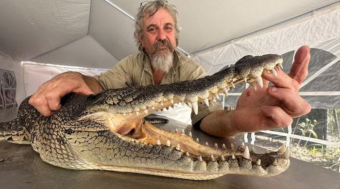 Australia's Colin Deveraux bites crocodile's eyelid to escape jaws of death